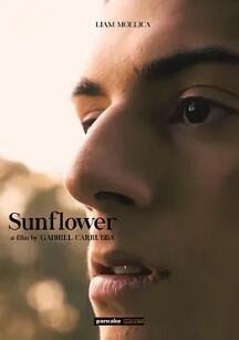 电影：向日葵2023